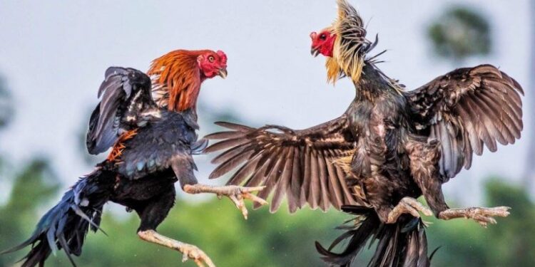 Đá gà tre Thái Lan-1