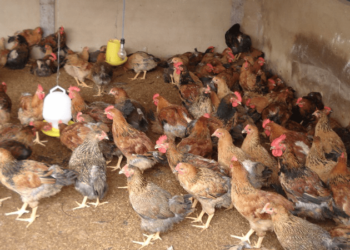 đệm lót sinh học-1