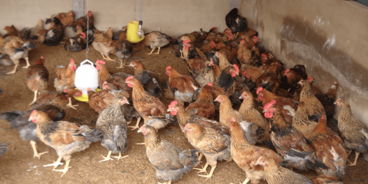 đệm lót sinh học-1