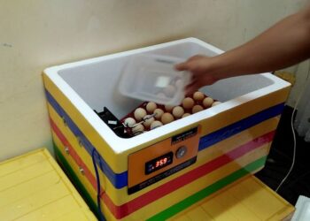 ấp trứng bằng thùng xốp-2