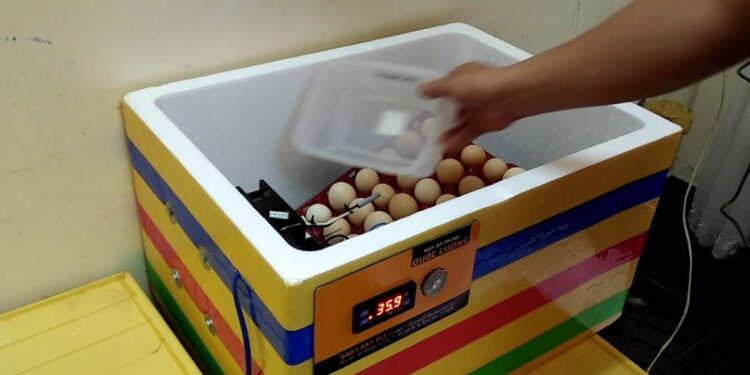 ấp trứng bằng thùng xốp-2