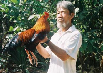 Cách bế gà đá-2