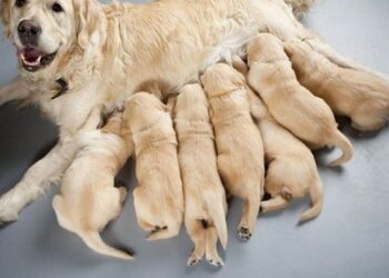 Mơ thấy Chó đẻ-1