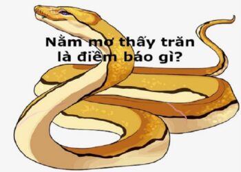 Mơ thấy Con Trăn-1