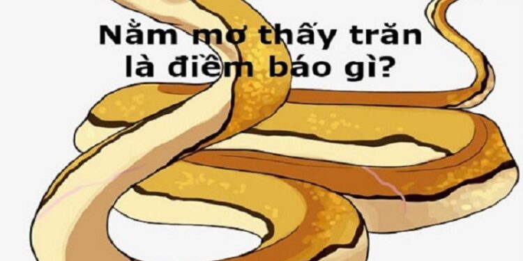 Mơ thấy Con Trăn-1