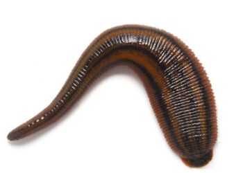 Mơ thấy Con đỉa-1