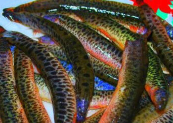 Mơ thấy Cá trạch-1