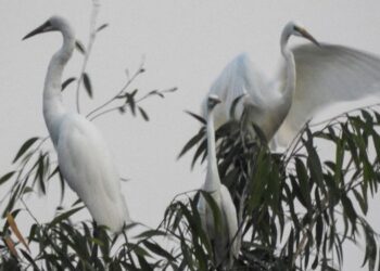 Mơ thấy con cò-1