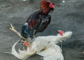 Nuôi gà đá sung sức-2