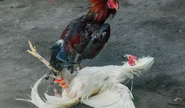 Nuôi gà đá sung sức-2