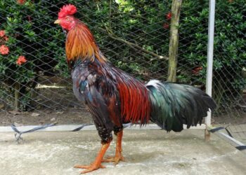 Tính cách gà đá -2