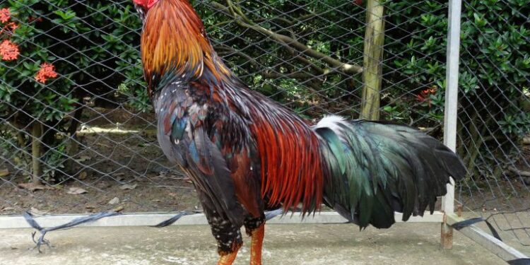 Tính cách gà đá -2