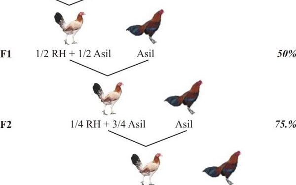 lai tạo gà đá-2