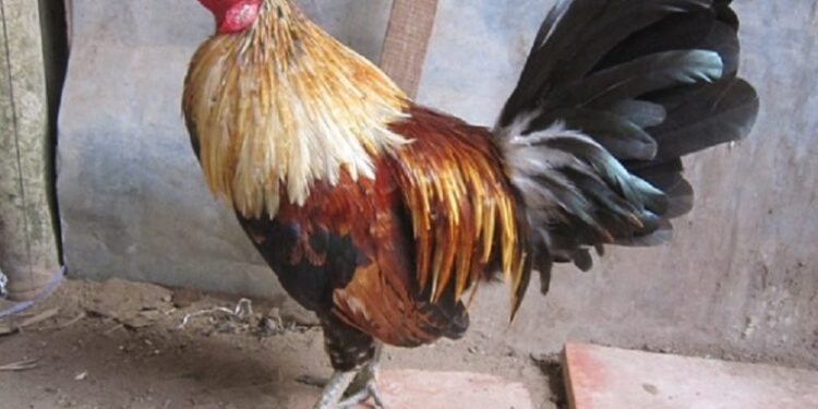 Cách phân biệt gà tre Mỹ -2