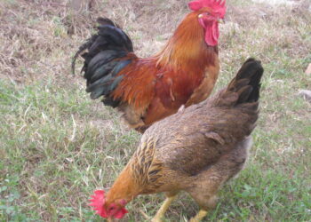 Giong-ga-luong-phuong-1