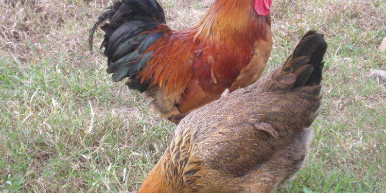 Giong-ga-luong-phuong-1