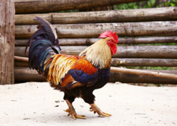 Giống Gà chín cựa-1