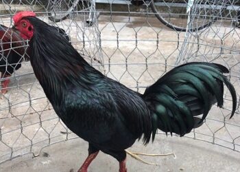 Giống gà Jap rặc-2