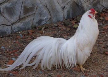 Giống gà Tân Châu-2