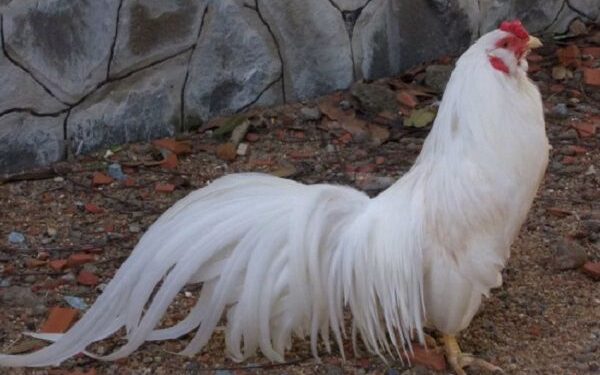 Giống gà Tân Châu-2