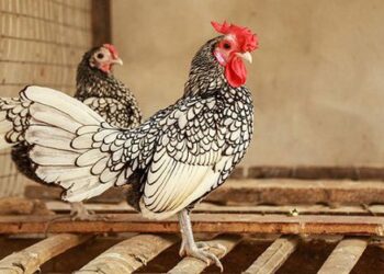 Giống gà vảy cá-2