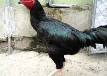 Giống gà ô chân trắng-1