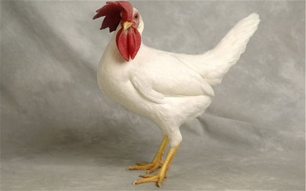 Gà Leghorn-1