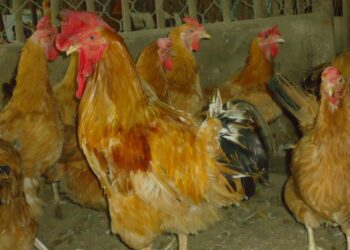 Giống Gà Tàu Vàng: Chia sẻ cách làm giàu từ chăn nuôi hiệu quả