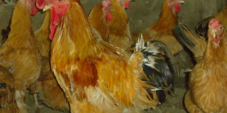 Giống Gà Tàu Vàng: Chia sẻ cách làm giàu từ chăn nuôi hiệu quả