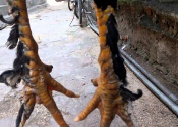 Gà ba hàng vảy-giong-ga-2