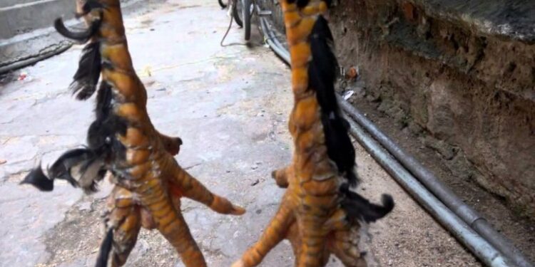 Gà ba hàng vảy-giong-ga-2