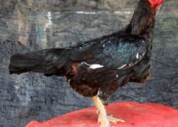 Gà chọi Bình Định-giong-ga-2