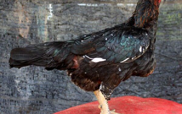 Gà chọi Bình Định-giong-ga-2