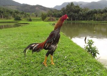 Gà mái Chu – Shamo-da-ga-2