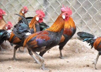 Gà rừng thuần chủng-1