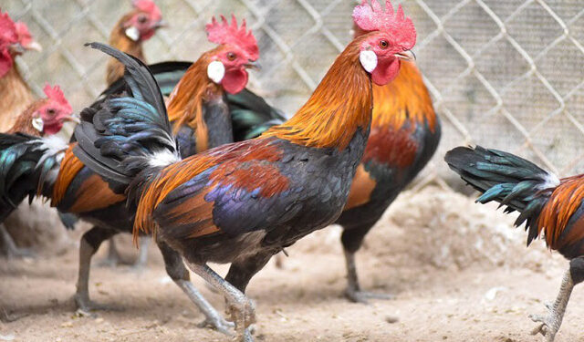 Gà rừng thuần chủng-1