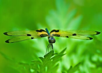 Mơ thấy Chuồn chuồn, đánh lô đề con gì? – Giải mã giấc mơ