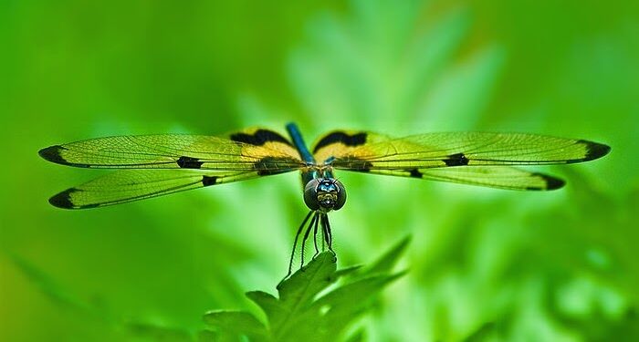 Mơ thấy Chuồn chuồn, đánh lô đề con gì? – Giải mã giấc mơ