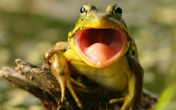 Mơ thấy Con ếch-2