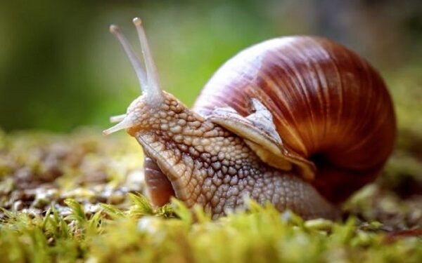 Mơ thấy Con ốc-2