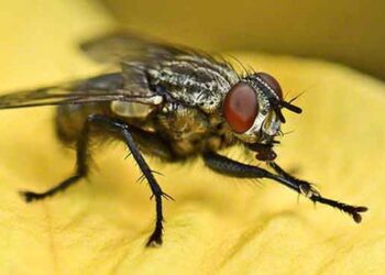 Mơ thấy con ruồi-2