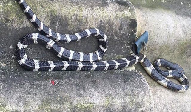 Mơ thấy Đánh chết rắn-4