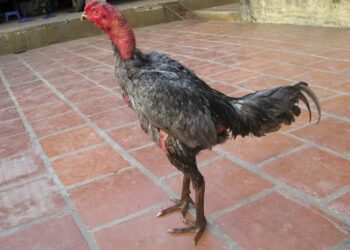 giống gà đá hay nhất-da-ga-3