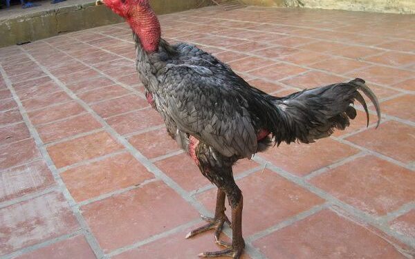 giống gà đá hay nhất-da-ga-3