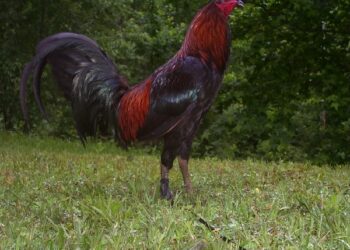 gà Peru thuần chủng -2