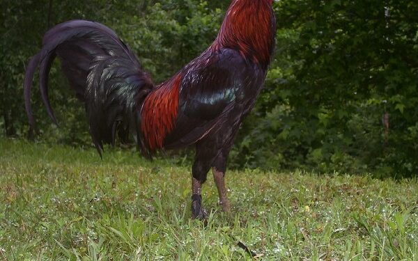 gà Peru thuần chủng -2