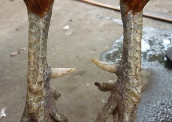 gà chân lông vảy loạn-2