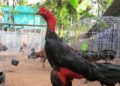 gà chọi Bình-dinh-da-ga-2