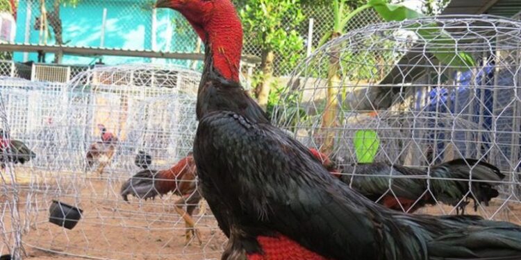 gà chọi Bình-dinh-da-ga-2