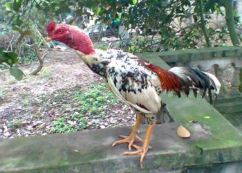 gà ngũ sắc chân trắng-2